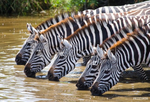 Bild på Zebras drinking water Tanzania
